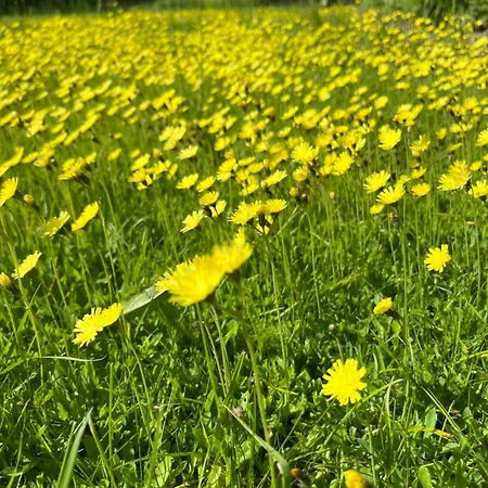 Alojamento de Acomodação e Pequeno-almoço Chateau Anaselle Condé-sur-Noireau