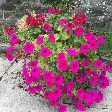 Alojamento de Acomodação e Pequeno-almoço Chateau Anaselle