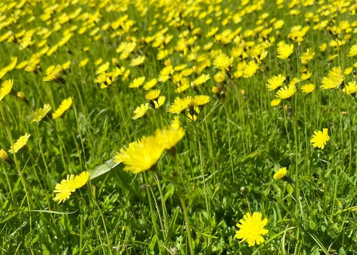Nocleg ze śniadaniem Chateau Anaselle Condé-sur-Noireau