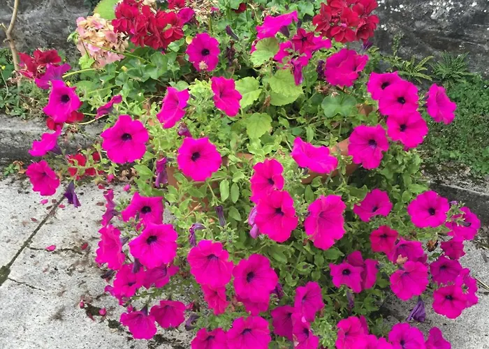 Nocleg ze śniadaniem Chateau Anaselle